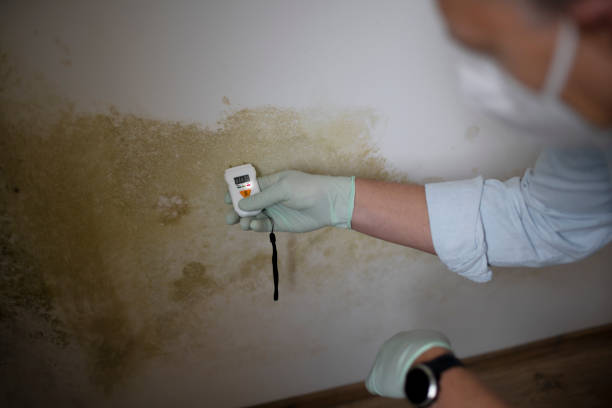 Greenbelt, MD Mold Remediation Company