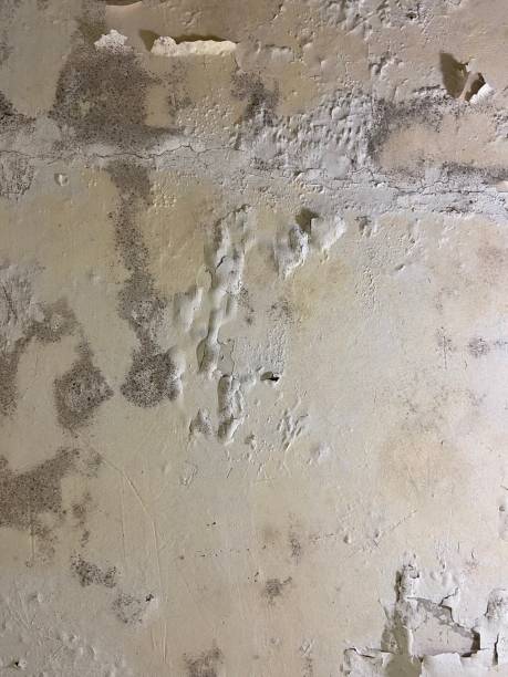 Best Industrial Mold Remediation in Greenbelt, MD