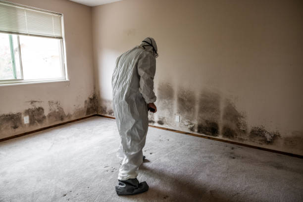 Best Basement Mold Remediation in Greenbelt, MD