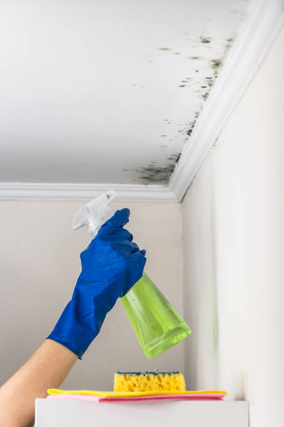 Best Attic Mold Remediation in Greenbelt, MD